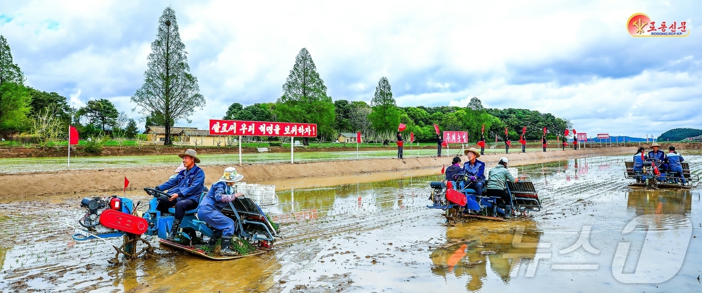 (평양 노동신문=뉴스1) = 북한 노동당 기관지 노동신문은 11일 "평원군 원화농장에서 모내기가 시작됐다"면서 "올해를 다수확의 자랑찬 성과로 빛내기 위해 떨쳐나선 이곳 농장원들의 …