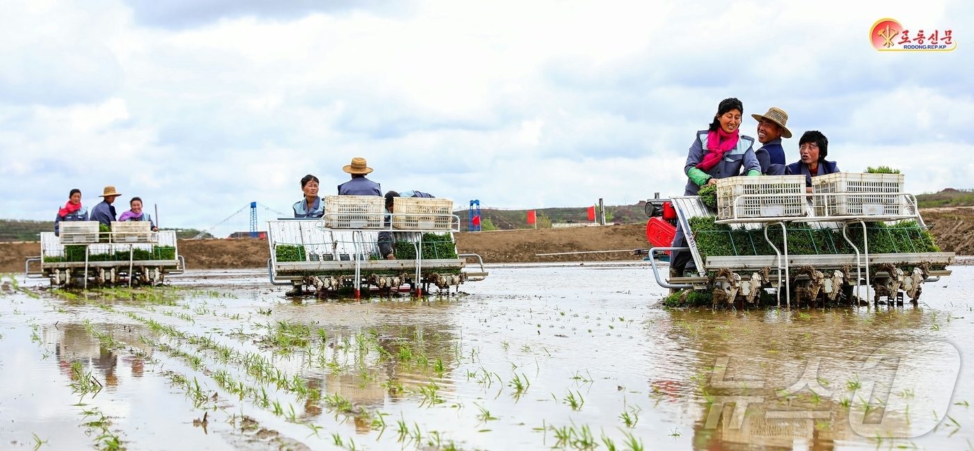 (평양 노동신문=뉴스1) = 북한 노동당 기관지 노동신문은 11일 "평원군 원화농장에서 모내기가 시작됐다"면서 "올해를 다수확의 자랑찬 성과로 빛내기 위해 떨쳐나선 이곳 농장원들의 …