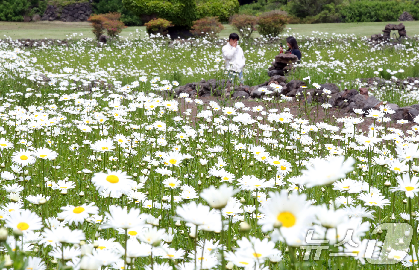 (제주=뉴스1) 오현지 기자 = 11일 오후 제주시 조천읍 제주돌문화공원 내 데이지 꽃밭에서 관광객들이 봄의 절정을 만끽하고 있다. 2025.5.11/뉴스1