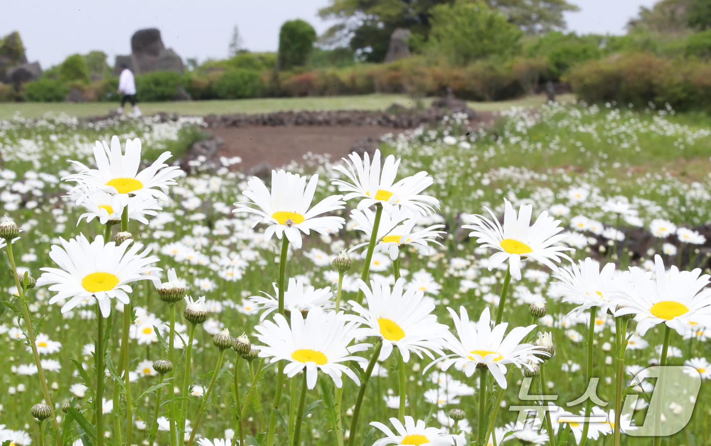 (제주=뉴스1) 오현지 기자 = 11일 오후 제주시 조천읍 제주돌문화공원 내 데이지 꽃밭에서 관광객들이 봄의 절정을 만끽하고 있다. 2025.5.11/뉴스1