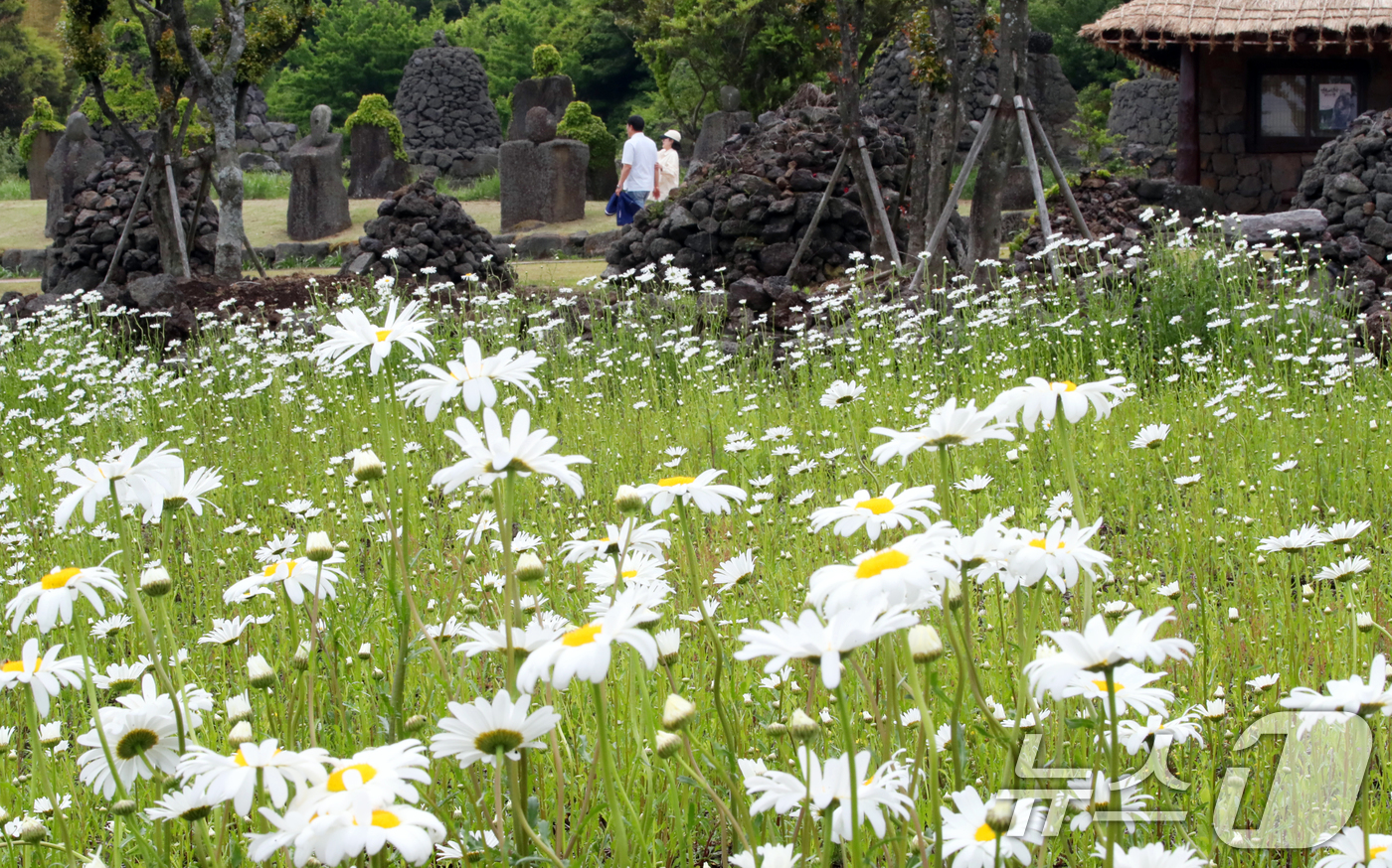 (제주=뉴스1) 오현지 기자 = 11일 오후 제주시 조천읍 제주돌문화공원 내 데이지 꽃밭에서 관광객들이 봄의 절정을 만끽하고 있다. 2025.5.11/뉴스1