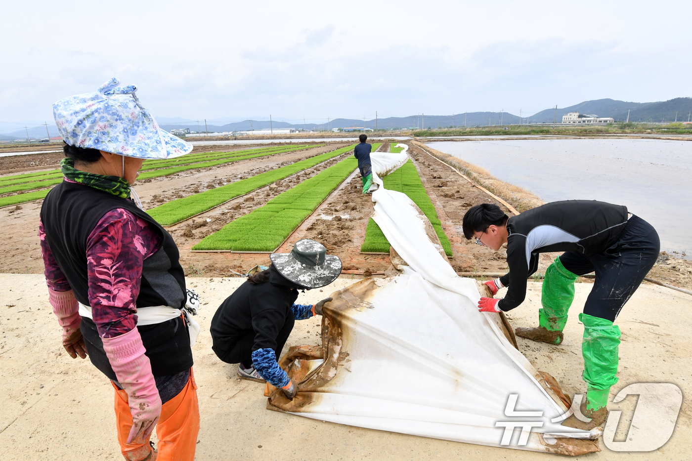 (포항=뉴스1) 최창호 기자 = 11일 경북 포항시 북구 흥해 들녘에서 농민들이 모내기에 사용할 모판을 준비하고 있다. 2025.5.11/뉴스1