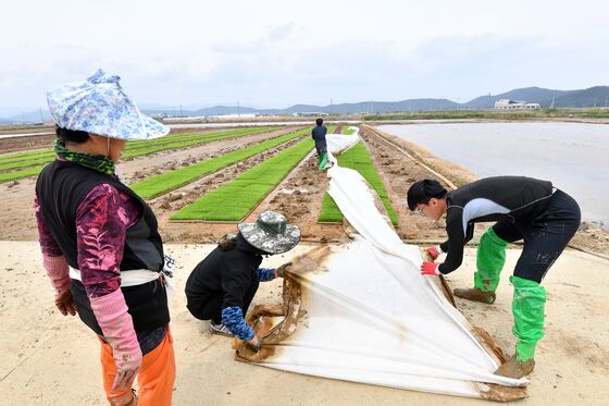 빠르지도 늦지도 않은 남부지방 올해 모내기 적기는?