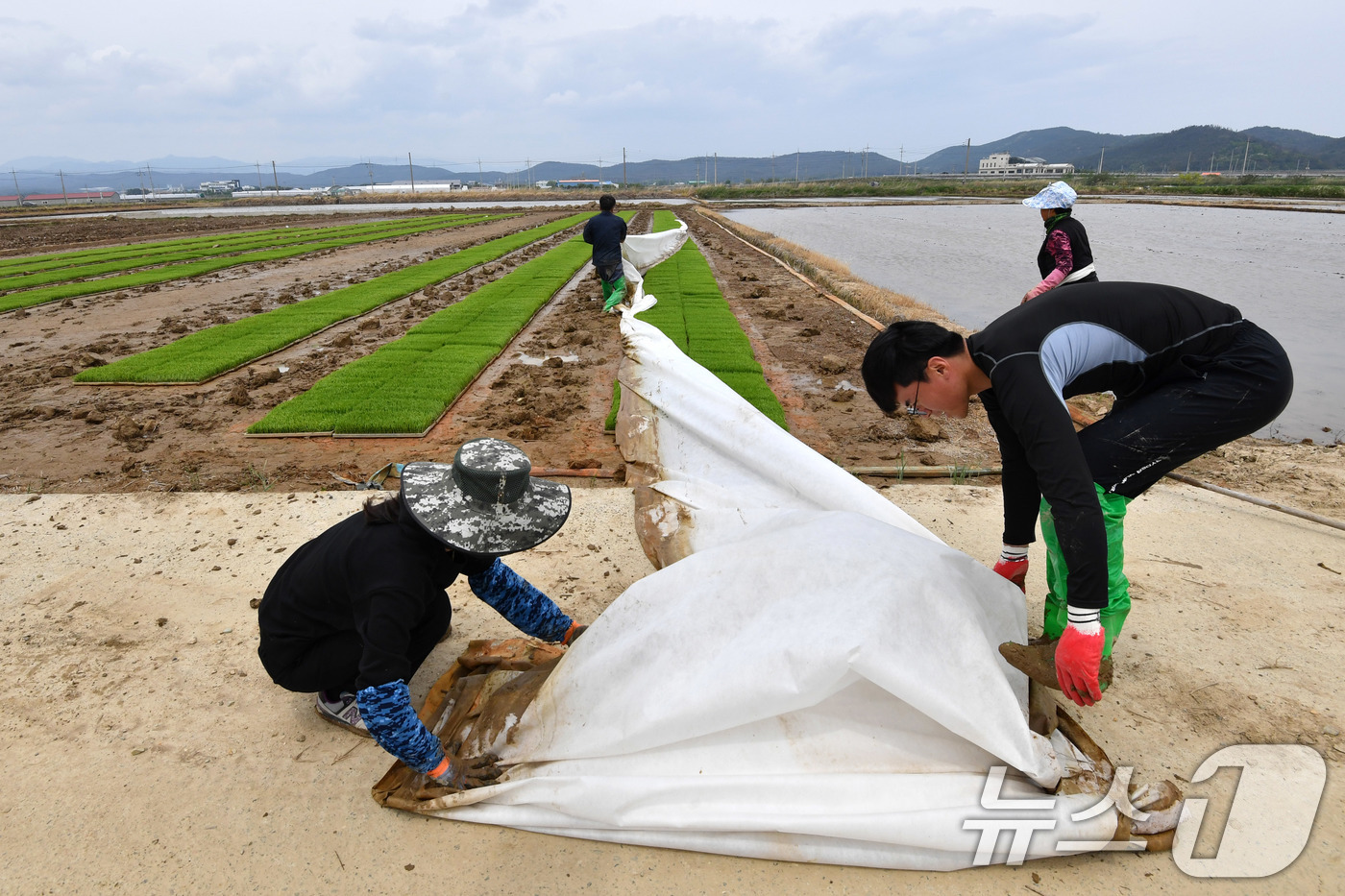 (포항=뉴스1) 최창호 기자 = 11일 경북 포항시 북구 흥해 들녘에서 농민들이 모내기에 사용할 모판을 준비하고 있다. 2025.5.11/뉴스1