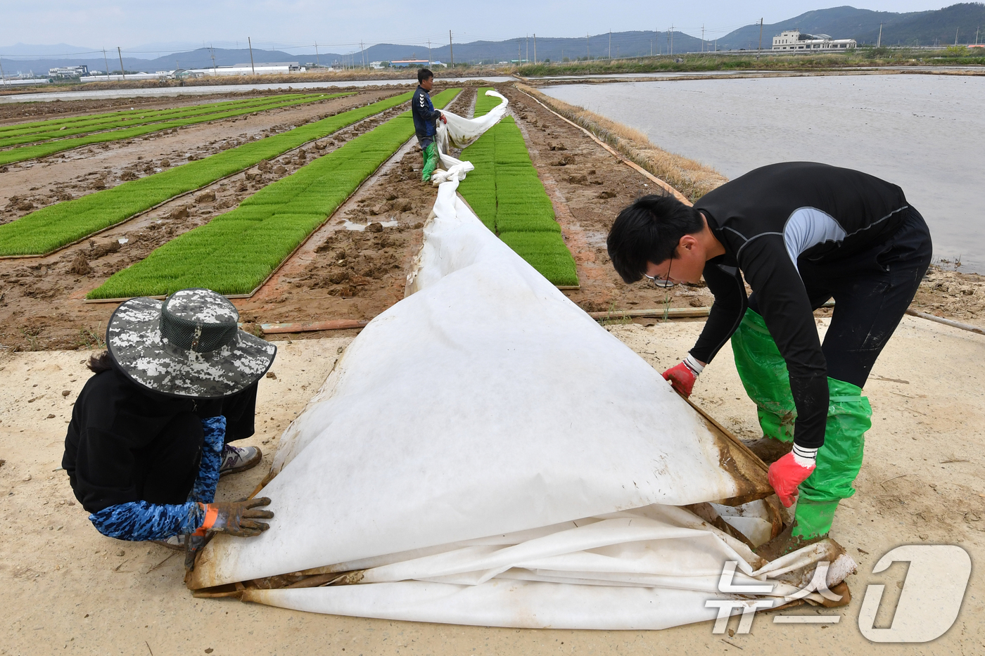 (포항=뉴스1) 최창호 기자 = 11일 경북 포항시 북구 흥해 들녘에서 농민들이 모내기 준비에 한창이다. 2025.5.11/뉴스1