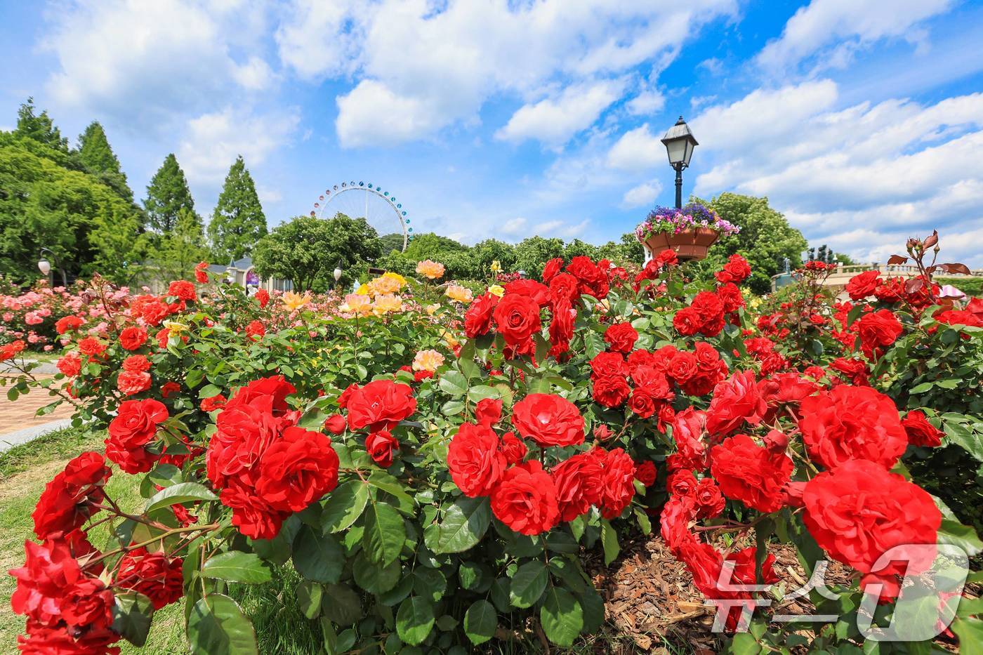 (서울=뉴스1) = 에버랜드가 오는 15일부터 한 달간 새로운 컨셉의 장미축제 '에버랜드 로로티'를 개최한다고 12일 밝혔다.사진은 720품종 300만 송이 장미가 만발하는 에버랜 …