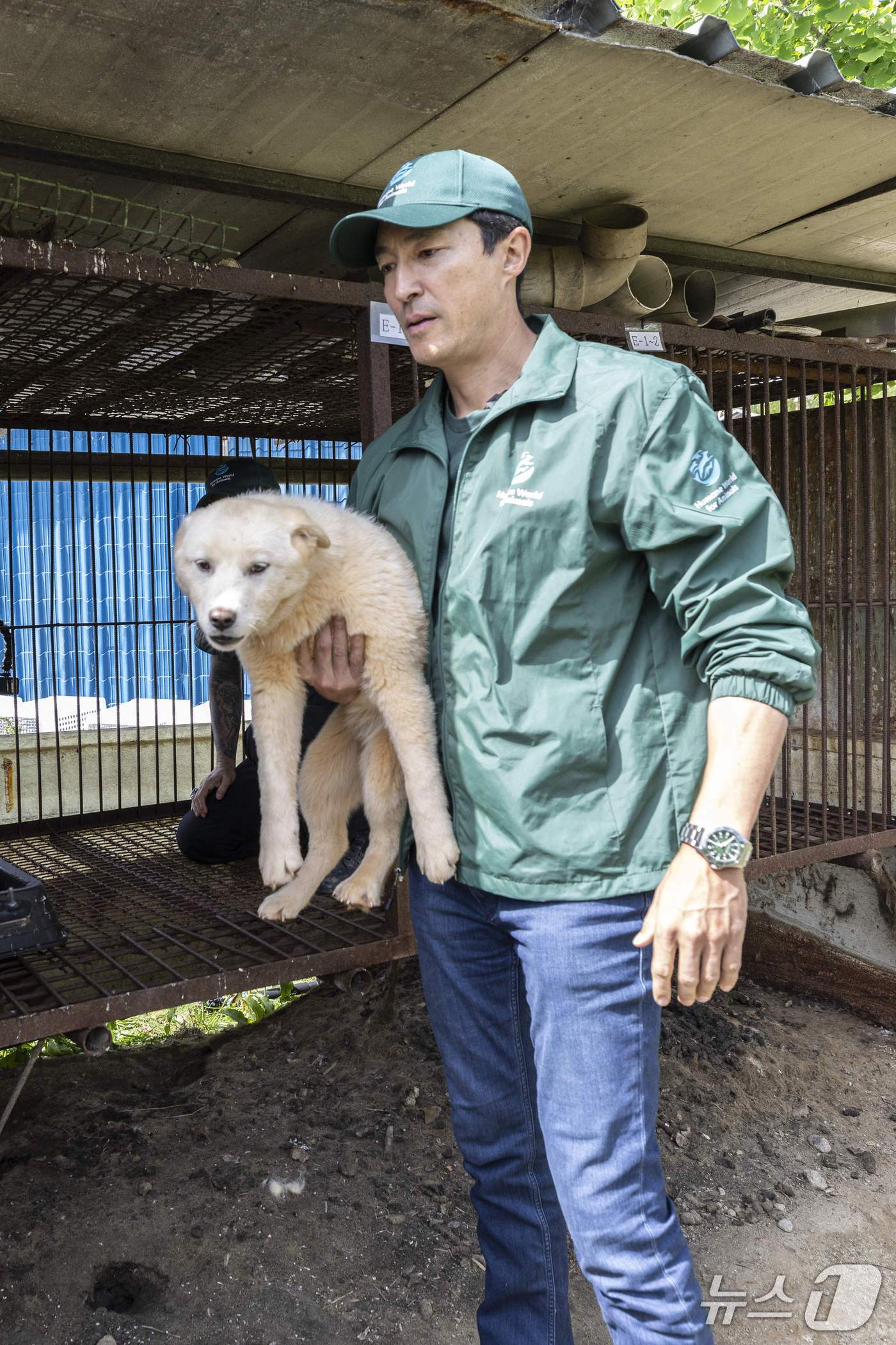 본문 이미지 - 다니엘 헤니가 개농장 뜬장에서 꺼낸 강아지를 안고 있다&#40;휴메인 월드 포 애니멀즈 제공&#41;. ⓒ 뉴스1