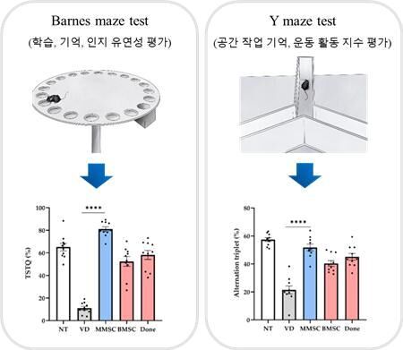 줄기세포, '혈관성 치매' 치료 대안될까…"인지기능 빠르게 회복"