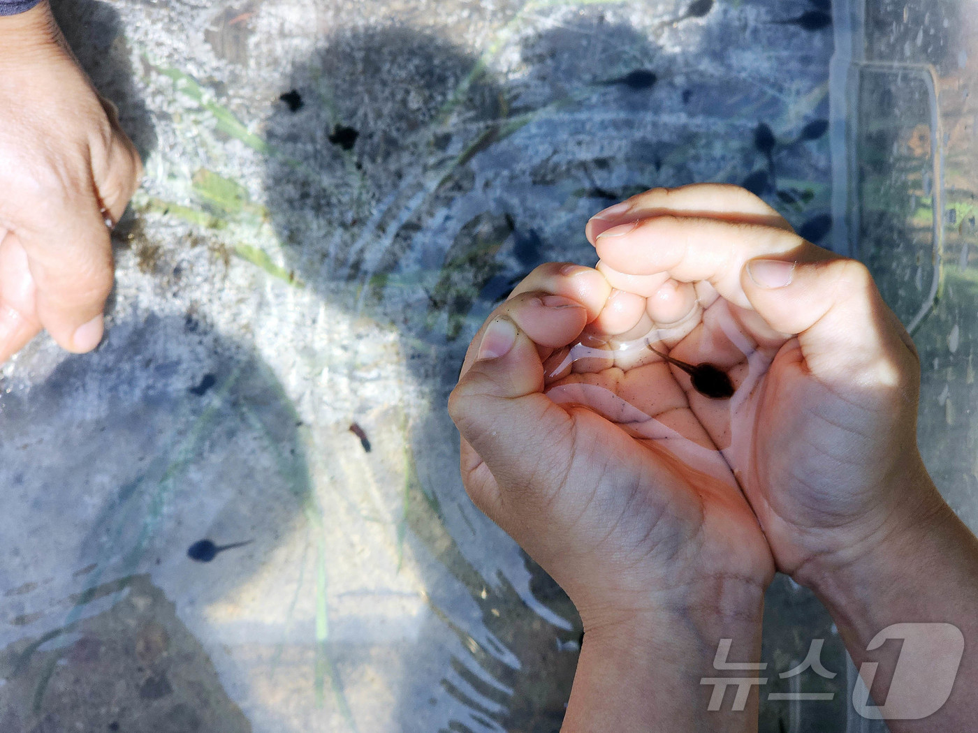 (광주=뉴스1) 박지현 기자 = 12일 광주 북구 화암동 평두메습지에서 열린 ‘람사르습지 탐험대’ 프로그램에 참가한 해달별 어린이집 아이들이 습지에 서식하는 올챙이와 곤충들을 관찰 …