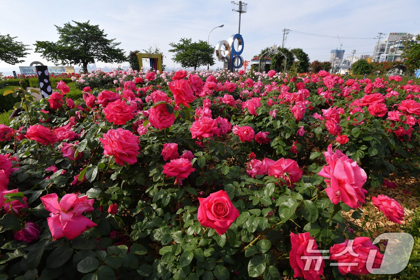 본문 이미지 - 13일 오전 경북 포항시 북구 영일대장미공원에서 수 만 송이의 장미가 꽃망울 활짝 터뜨리고 있다. 2025.5.13/뉴스1 ⓒ News1 최창호 기자
