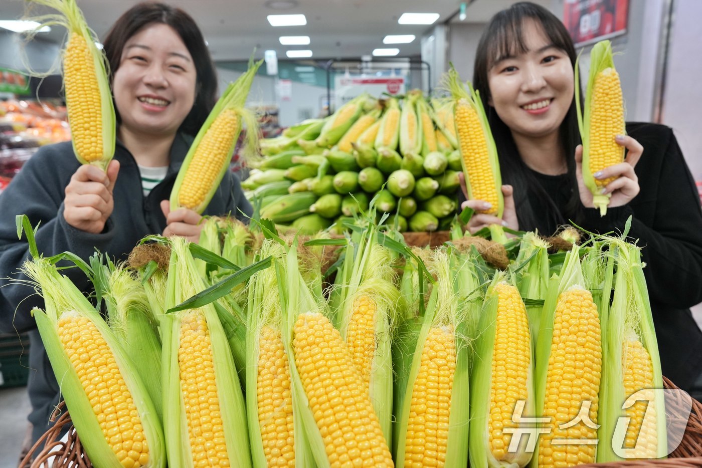 (서울=뉴스1) = 롯데마트와 롯데슈퍼가 오는 15일부터 전 점에서 5월 제철 채소 '초당옥수수'를 할인 판매한다고 13일 밝혔다.롯데마트 제타플렉스 잠실점 채소 코너에서 MD들이 …