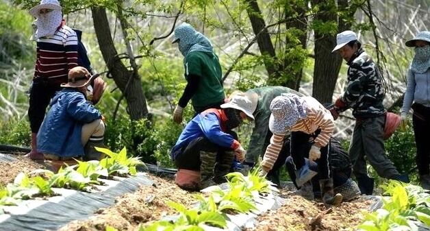 필리핀 계절근로자 파견 중단에 일손 부족 농가 '비상'