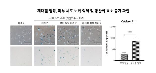 메디포스트, 제대혈 혈장 '항노화 효과' 국제 학술지 게재