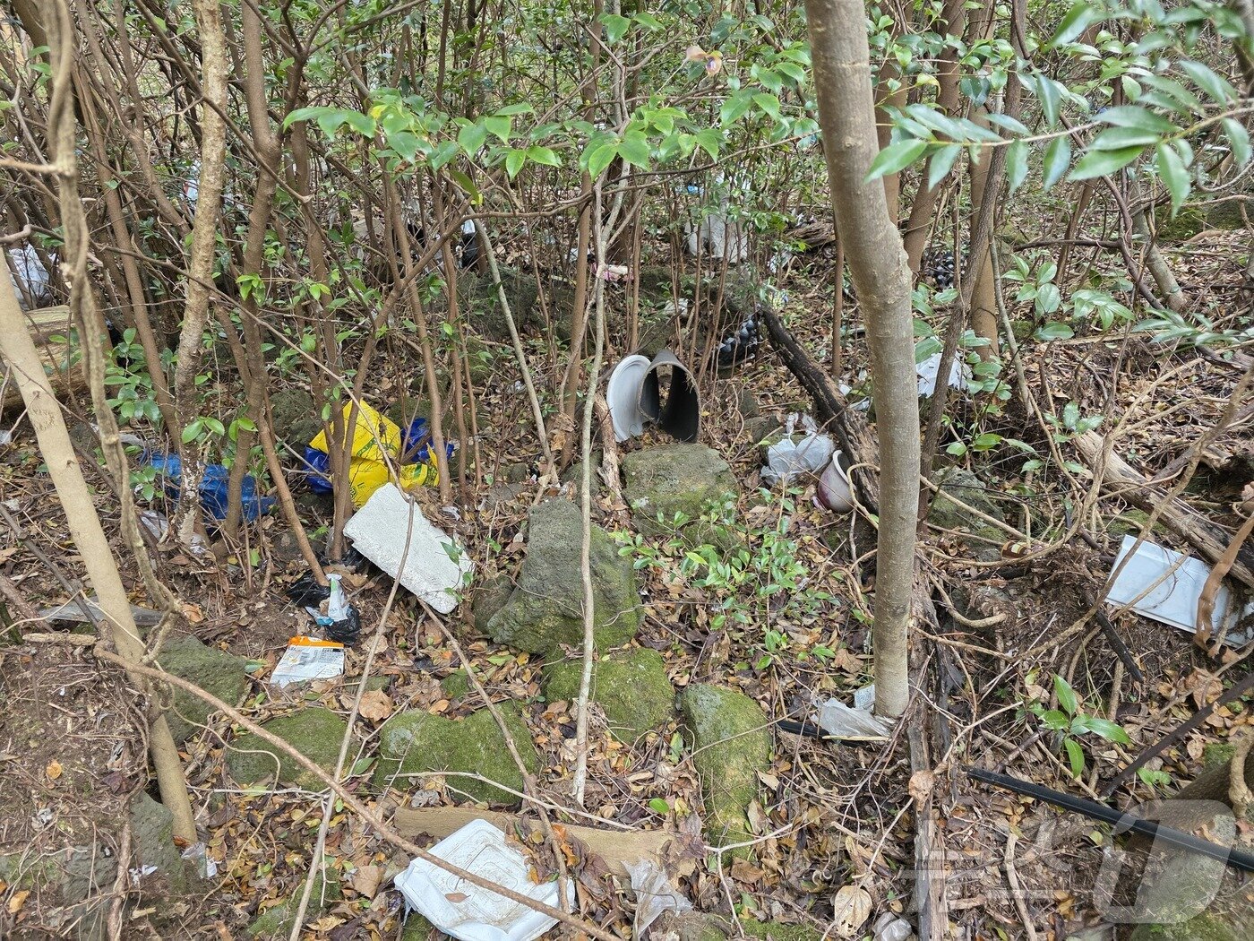 본문 이미지 - 지난 11일 제주시 구좌읍 덕천리 북오름 주변 곶자왈에 버려진 폐기물.(곶자왈사람들 제공. 재판매 및 DB 금지) ⓒ News1 홍수영 기자
