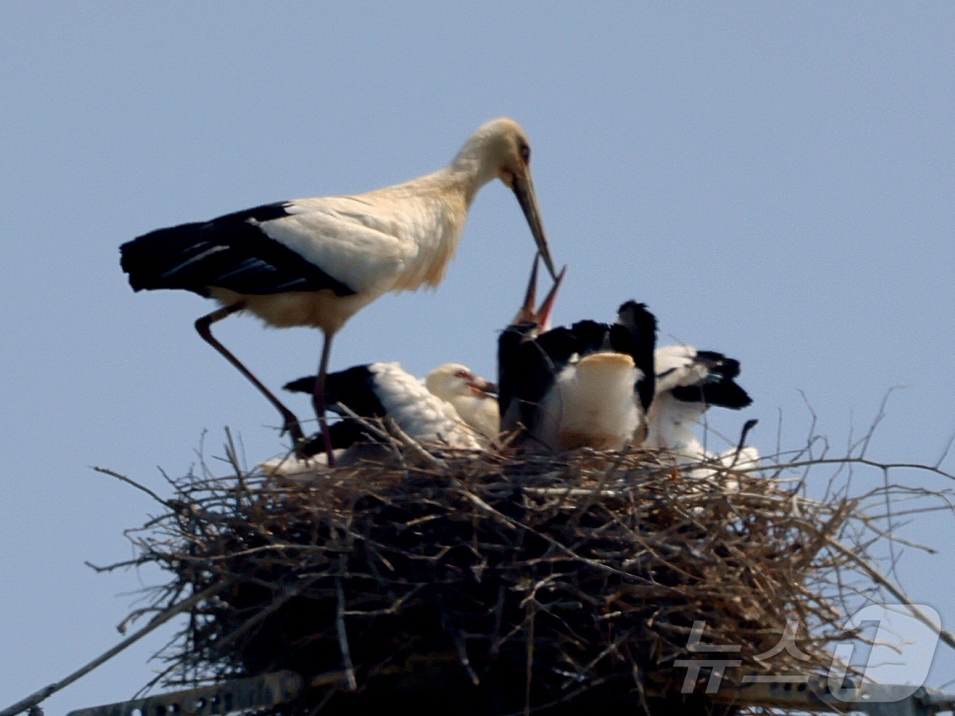 (나주=뉴스1) 이승현 기자 = 13일 전남 나주 부덕동 고압 철탑 위에서 발견된 멸종위기 야생동물이자 천연기념물인 황새. (광주환경운동연합 제공. 재판매 및 DB 금지) 2025 …