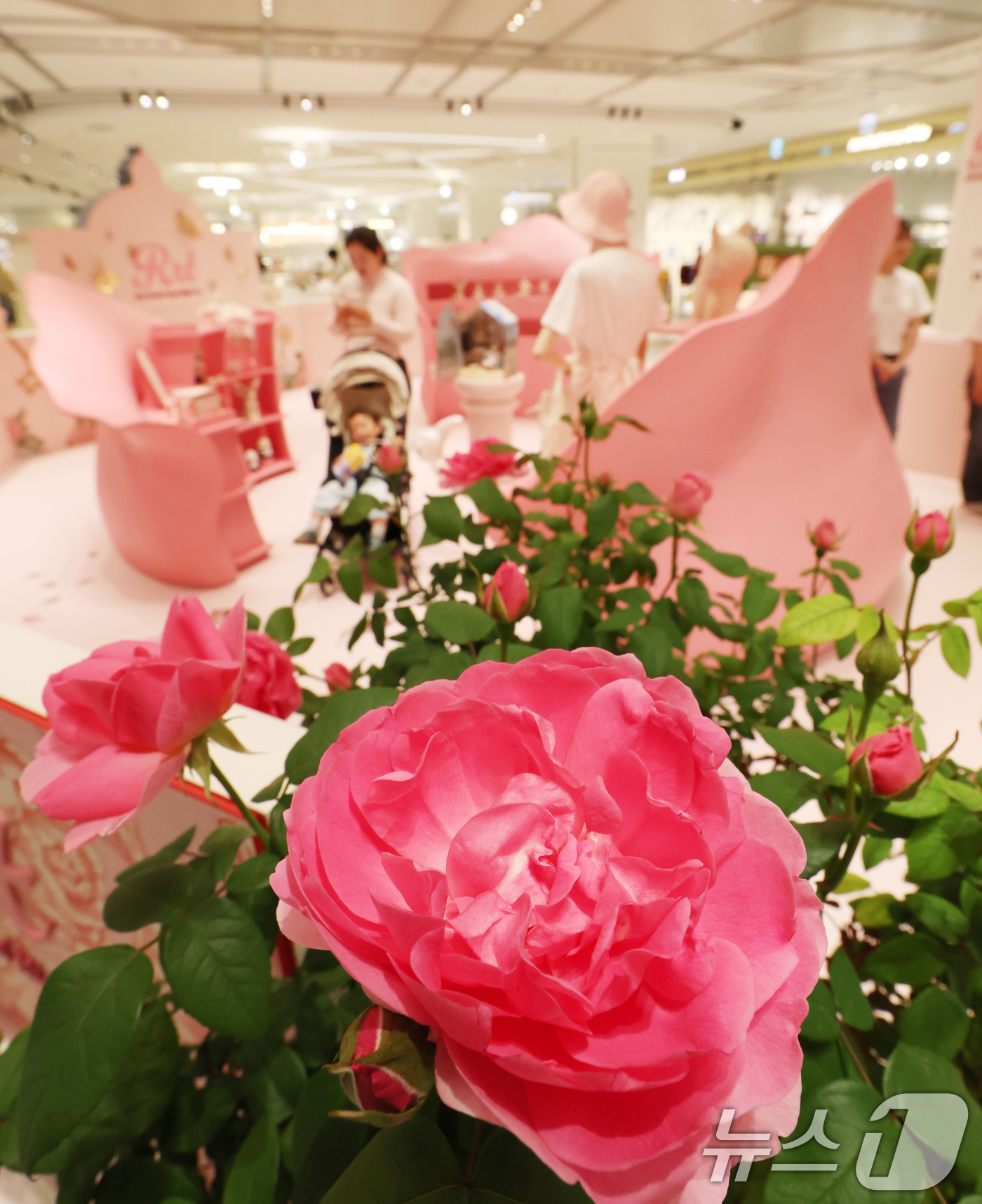 (성남=뉴스1) 김영운 기자 = '에버랜드 로로티' 장미축제 개막을 사흘 앞둔 13일 경기 성남시 분당구 현대백화점 판교점에 오픈한 '에버랜드 로로티' 장미축제 팝업스토어에 방문한 …