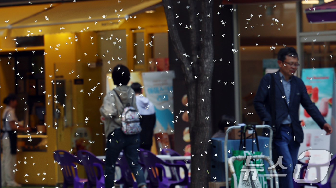 (서울=뉴스1) 김명섭 기자 = 서울 25도 등 초여름 날씨를 보인 13일 서울 종로구 거리에서 이팝나무 꽃이 날리고 있다.  2025.5.13/뉴스1