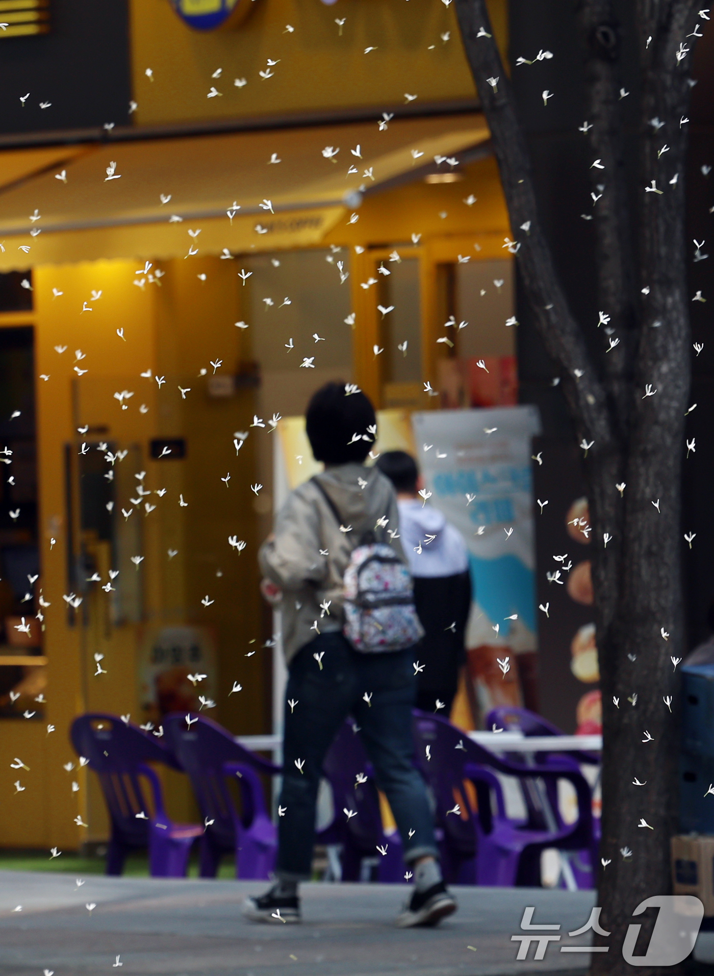 (서울=뉴스1) 김명섭 기자 = 서울 25도 등 초여름 날씨를 보인 13일 서울 종로구 거리에서 이팝나무 꽃이 날리고 있다.  2025.5.13/뉴스1