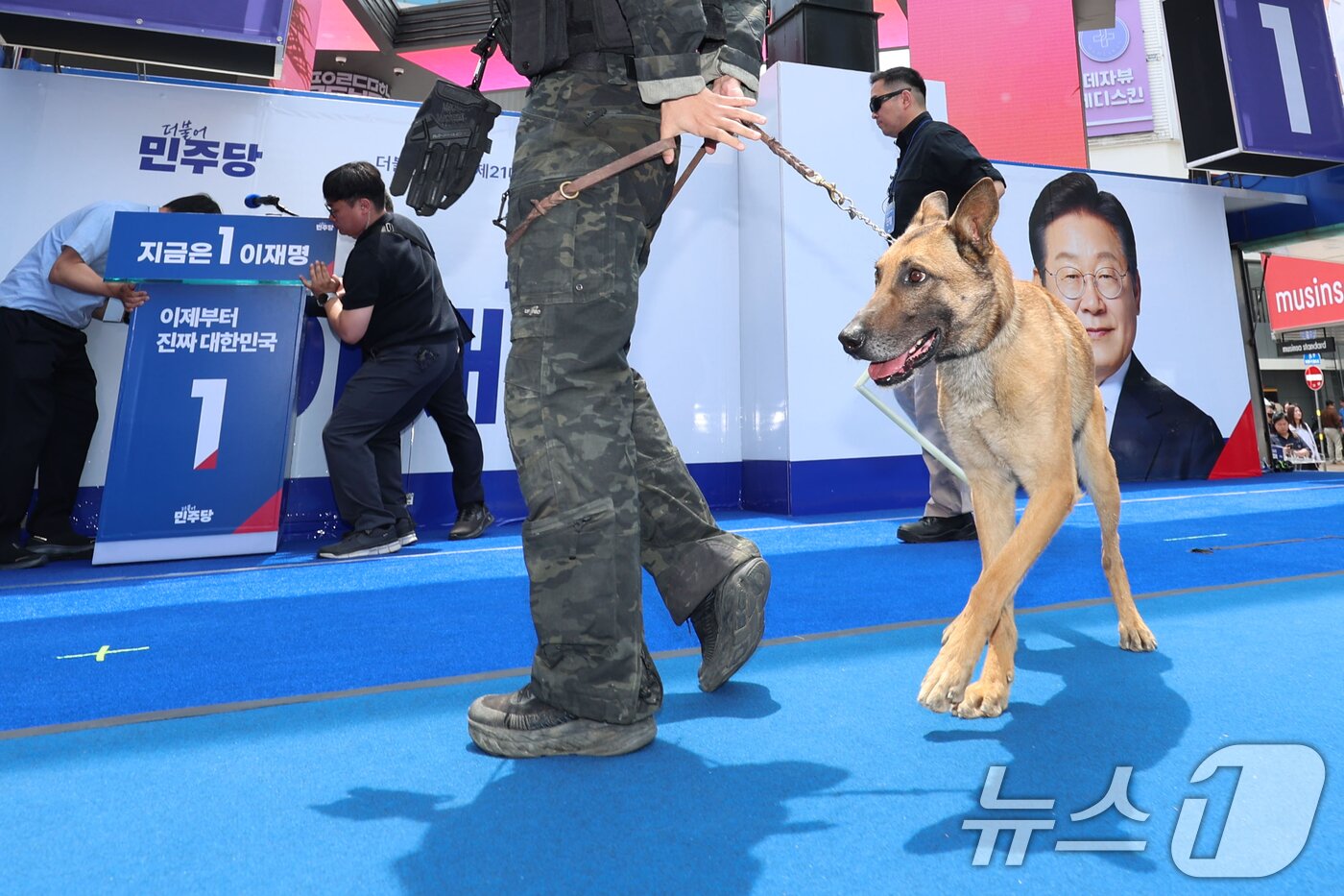본문 이미지 - 13일 대구 중구 동성로 광장에서 이재명 더불어민주당 대통령 후보의 집중유세 시작 전 경찰 특공대와 폭발물 탐지견이 수색을 하고 있다. (공동취재) 2025.5.13/뉴스1 ⓒ News1 안은나 기자