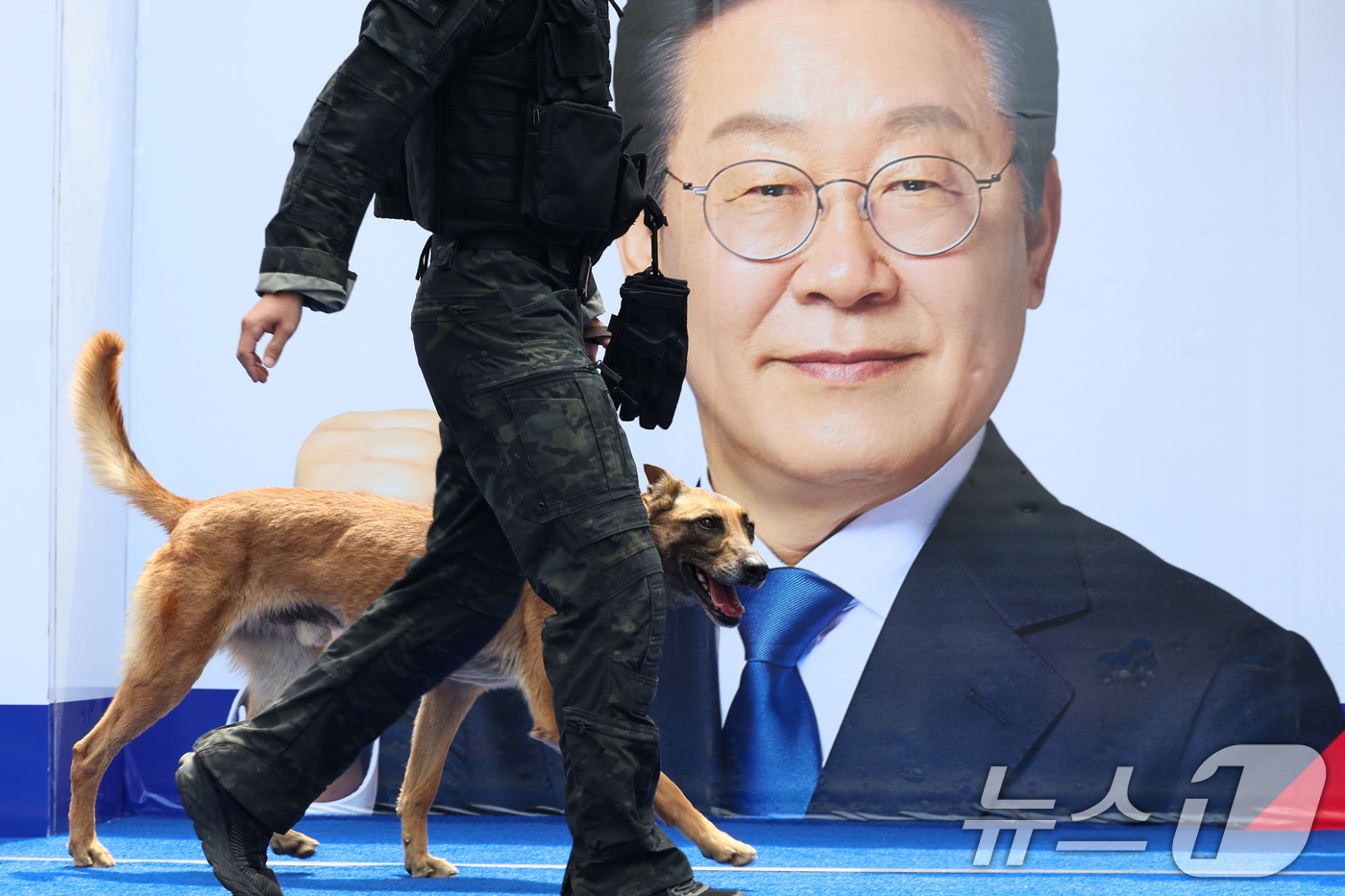 (대구=뉴스1) 안은나 기자 = 13일 대구 중구 동성로 광장에서 이재명 더불어민주당 대통령 후보의 집중유세 시작 전 경찰 특공대와 폭발물 탐지견이 수색을 하고 있다. (공동취재) …