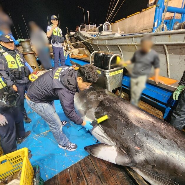 군산 앞바다서 5m 밍크고래 혼획…3610만 원에 위판