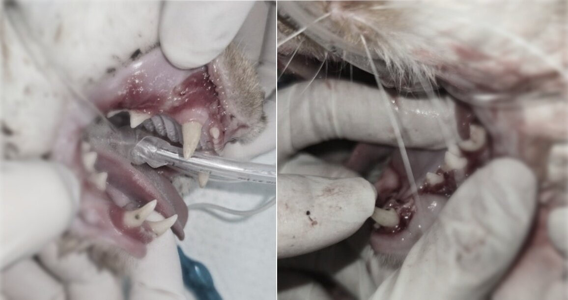 본문 이미지 - 잇몸에 심한 발적과 퇴축, 입 안쪽 후구강은 염증으로 인해 출혈까지 나타나는 상황이었던 코리의 상태(고려동물메디컬센터 제공). ⓒ 뉴스1