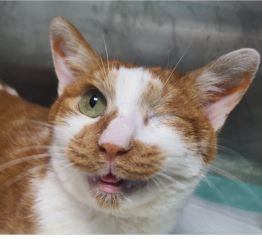 본문 이미지 - 발치 후 통증이 사라진 코리(고려동물메디컬센터 제공) ⓒ 뉴스1