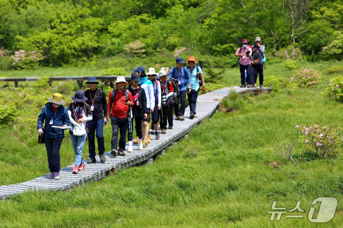 본문 이미지 - 대암산 용늪&#40;인제군 제공. 재판매 및 DB금지&#41;/뉴스1