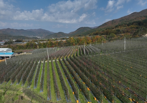 '스마트 과수원 특화단지' 경북 3곳 선정…"사과산업 대전환"