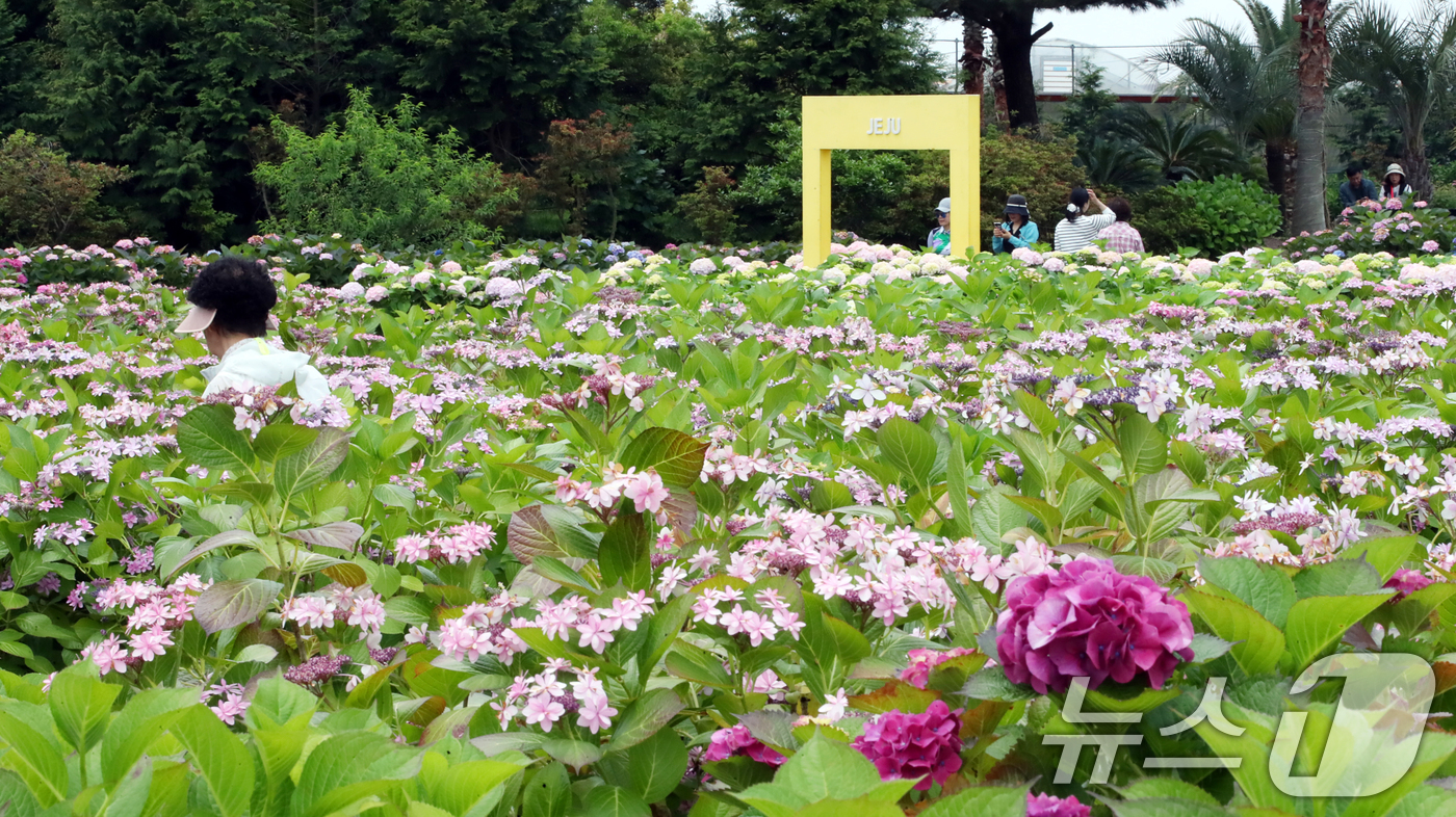 (서귀포=뉴스1) 오현지 기자 = 14일 오전 수국이 활짝 핀 제주 서귀포시 남원읍 휴애리자연생활공원에서 관광객들이 즐거운 시간을 보내고 있다. 2025.5.14/뉴스1