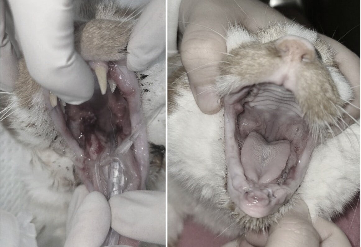 본문 이미지 - 발치 당일과 벳이즈 엑소좀 시술 이틀 후 코리의 구강 상태 변화(고려동물메디컬센터 제공). ⓒ 뉴스1