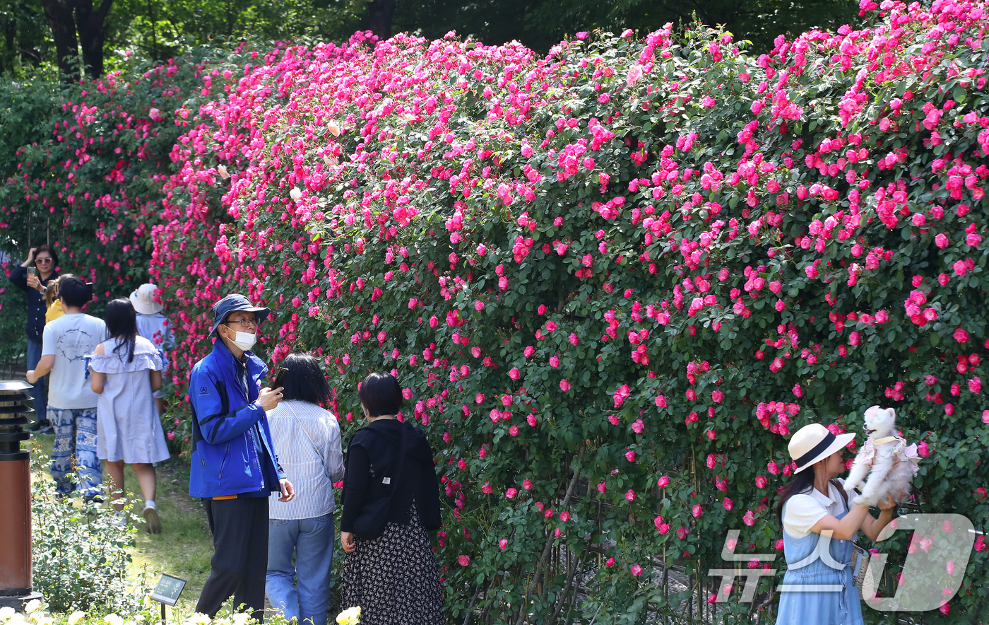 (대구=뉴스1) 공정식 기자 = 14일 오후 대구 달서구 이곡장미공원을 찾은 시민들이 초여름 더위 속에 형형색색 곱게 핀 장미를 감상하고 있다.대구 달서문화재단은 오는 16~18일 …