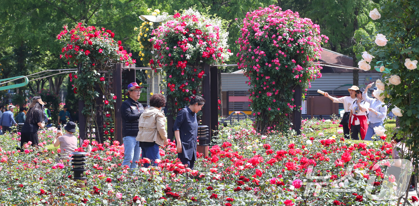 (대구=뉴스1) 공정식 기자 = 14일 오후 대구 달서구 이곡장미공원을 찾은 시민들이 초여름 더위 속에 형형색색 곱게 핀 장미를 감상하고 있다.대구 달서문화재단은 오는 16~18일 …