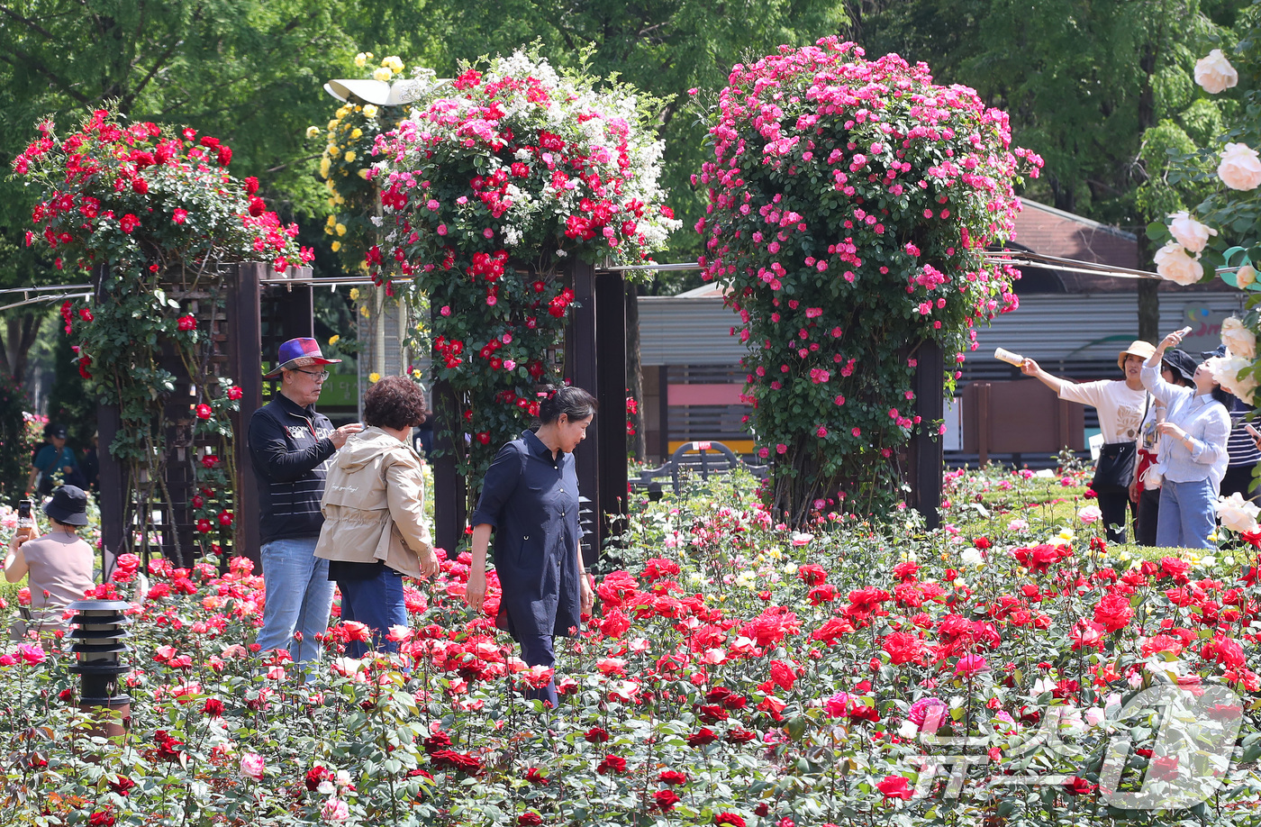 (대구=뉴스1) 공정식 기자 = 14일 오후 대구 달서구 이곡장미공원을 찾은 시민들이 초여름 더위 속에 형형색색 곱게 핀 장미를 감상하고 있다.대구 달서문화재단은 오는 16~18일 …