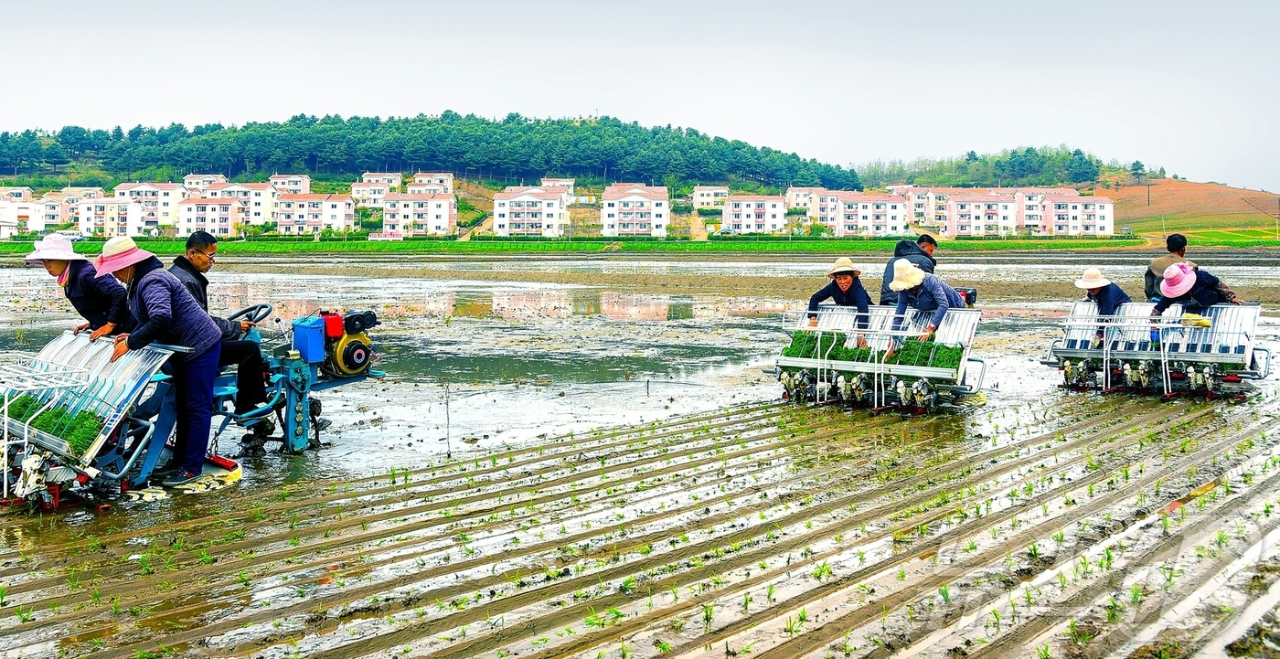 (평양 노동신문=뉴스1) = 북한 노동당 기관지 노동신문은 15일 "올해 알곡고지를 무조건 점령할 비상한 각오를 안고 모내기에 떨쳐나선 각지 농업근로자들의 헌신적인 투쟁에 의해 전 …