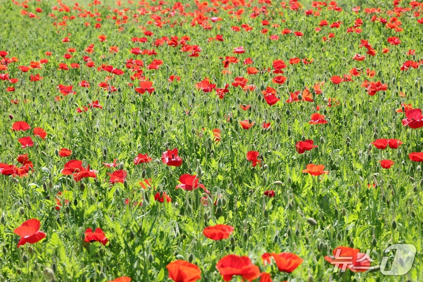 본문 이미지 - '2025 괴산빨간맛페스티벌'을 위해 충북 괴산 동진천변에 심은 양귀비가 꽃망을을 터뜨리기 시작했다.(괴산군 제공)/뉴스1