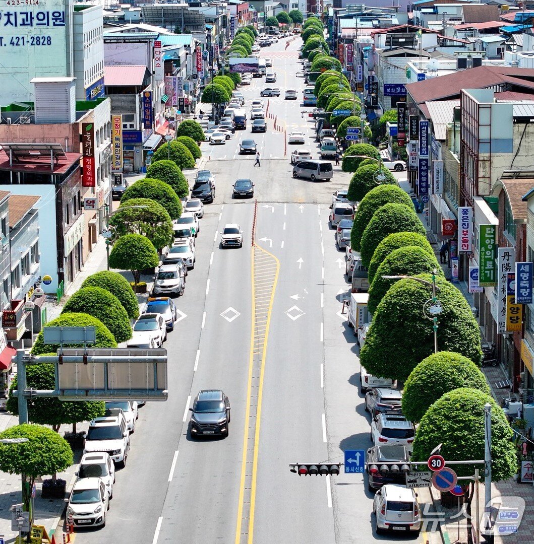 본문 이미지 - 단양군 단양읍 중심부의 복자기 나무 (단양군 제공. 재판매 및 DB금지)/뉴스1 