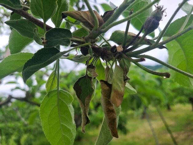 충주 이어 음성까지…충북 과수화상병 확산
