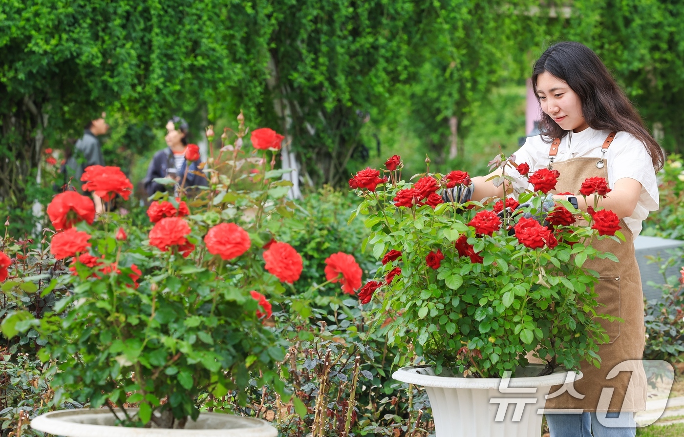 (서울=뉴스1) = 오는 16일부터 펼쳐지는 '에버랜드 로로티' 장미축제를 하루 앞두고 관계자들이 로즈가든에서 현장을 둘러보고 있다.40주년을 맞은 '에버랜드 로로티' 장미축제에서 …