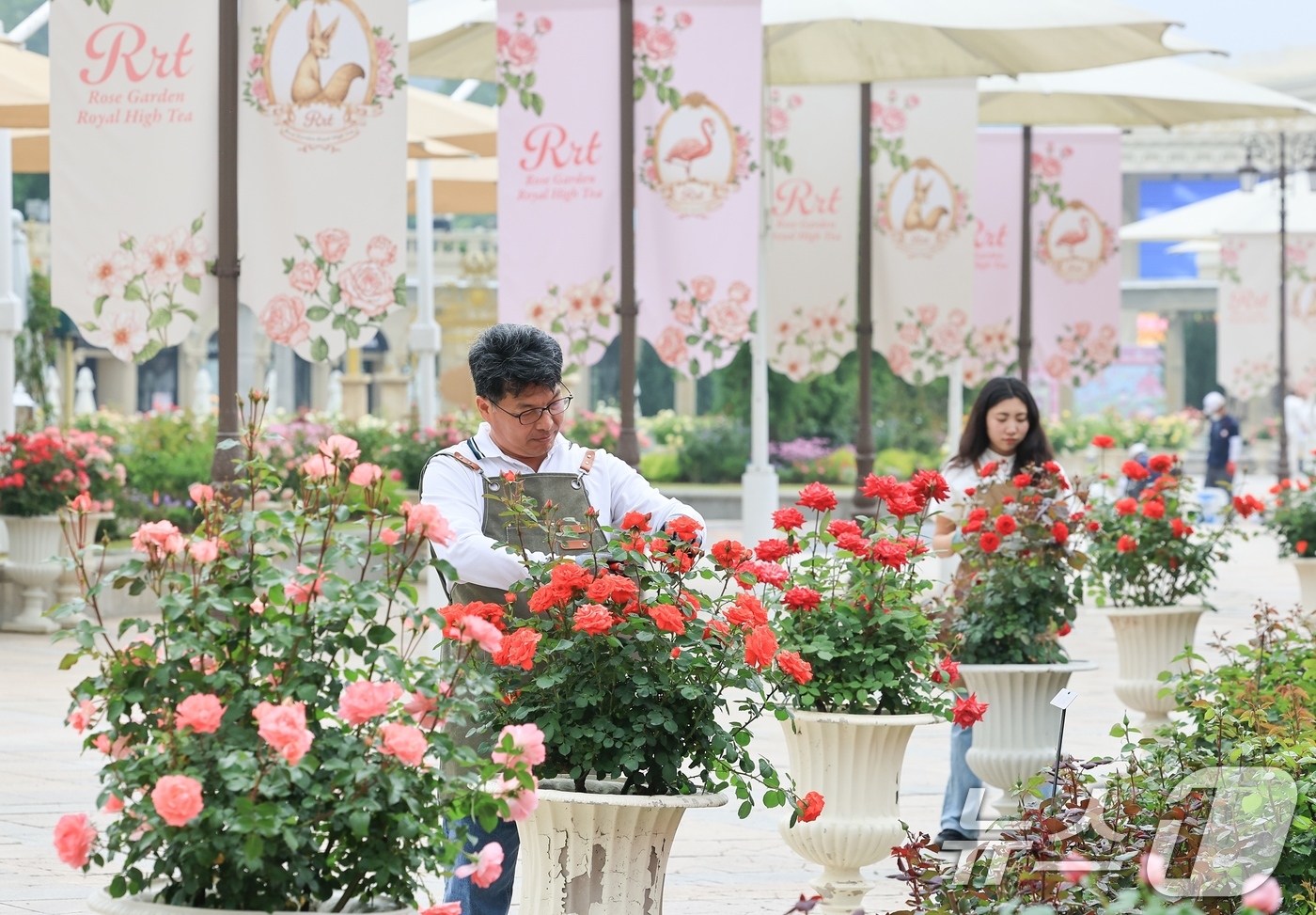 (서울=뉴스1) = 오는 16일부터 펼쳐지는 '에버랜드 로로티' 장미축제를 하루 앞두고 관계자들이 로즈가든에서 현장을 둘러보고 있다.40주년을 맞은 '에버랜드 로로티' 장미축제에서 …