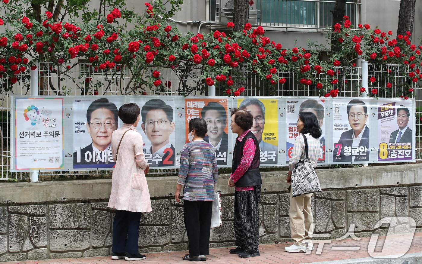 본문 이미지 - 15일 오후 대구 중구 남산동의 한 아파트 울타리에 곱게 핀 장미꽃 아래 제21대 대통령 선거 후보자들의 벽보가 붙어있다. 2025.5.15/뉴스1 ⓒ News1 공정식 기자