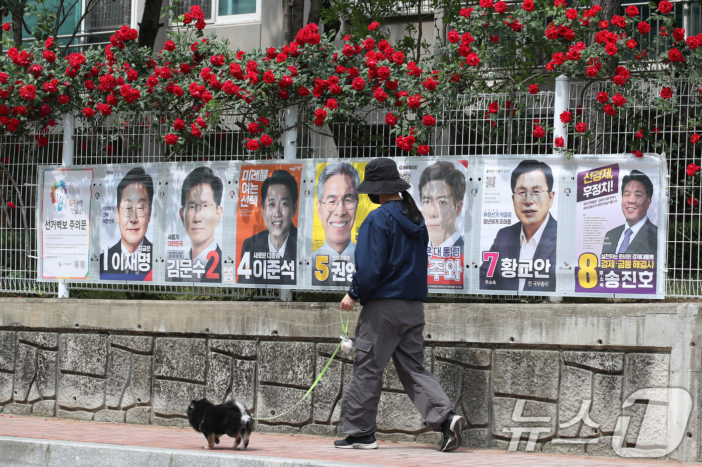 (대구=뉴스1) 공정식 기자 = 15일 오후 대구 중구 남산동의 한 아파트 울타리에 곱게 핀 장미꽃 아래 제21대 대통령 선거 후보자들의 벽보가 붙어있다. 2025.5.15/뉴스1 …