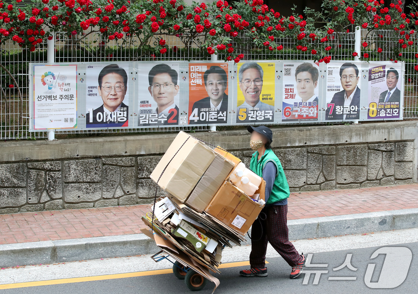 (대구=뉴스1) 공정식 기자 = 15일 오후 대구 중구 남산동 한 아파트 울타리에 곱게 핀 장미꽃 아래 제21대 대통령 선거에 출마한 후보자들의 선거 벽보가 붙어 있다. 한 시민이 …
