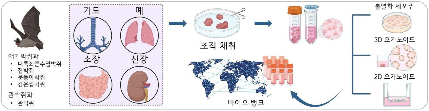 본문 이미지 - 다양한 박쥐 종 및 장기들에서 세포를 추출해 오가노이드를 만드는 과정 모식도.(과학술정보통신부 제공)