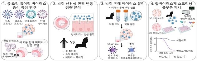 본문 이미지 - 박쥐 오가노이드를 활용한 주요 연구 결과(과학기술정보통신부 제공)