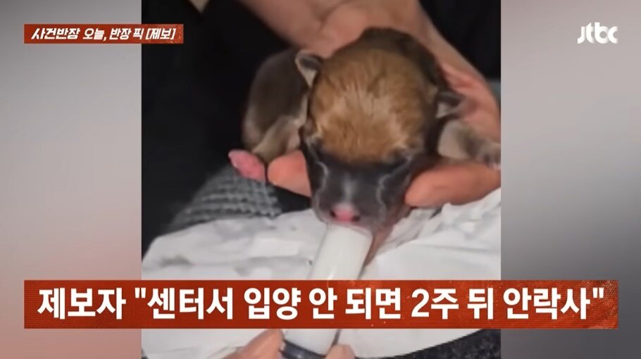 본문 이미지 - &#40;JTBC &#39;사건반장&#39; 갈무리&#41;