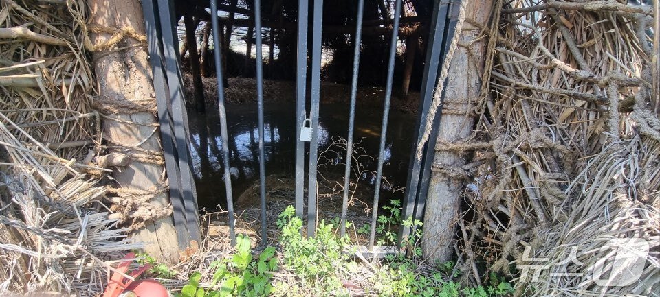 본문 이미지 - 대능리 신석기 유적지 공원 내 움집 내부에 물이 고여 있다. (파주시민네트워크 제공, 재판매 및 DB금지)