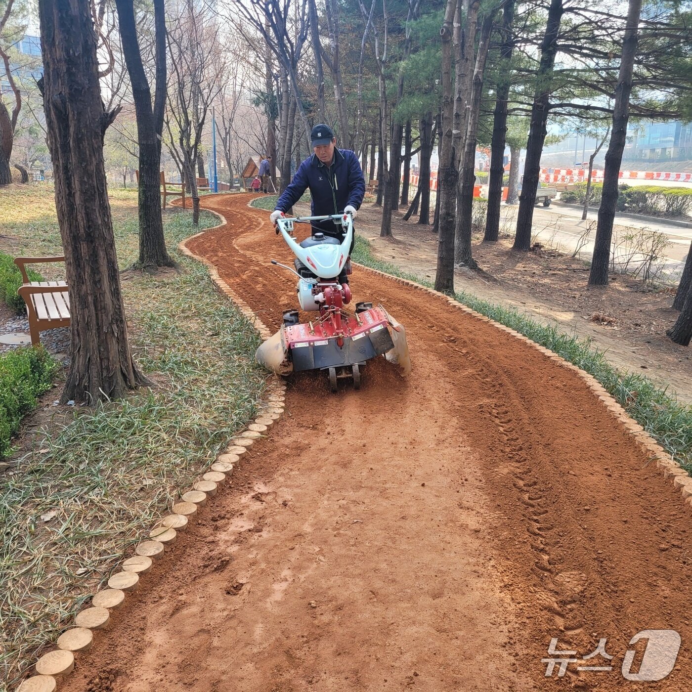 본문 이미지 - 황톳길 소독.(과천시 제공)