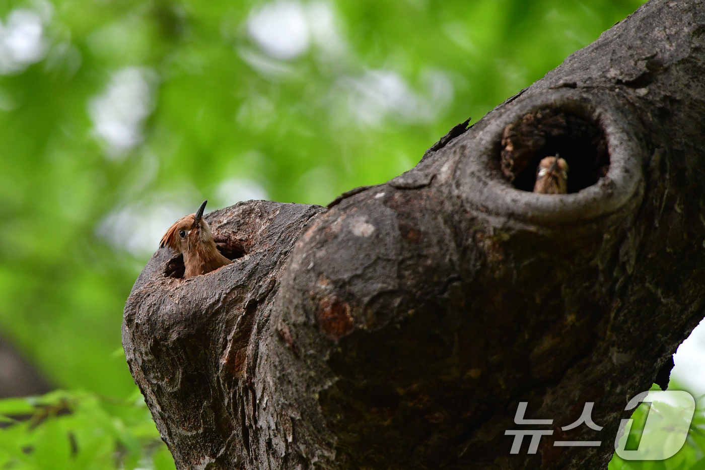 (경주=뉴스1) 최창호 기자 = 16일 오후 경북 경주시 황성공원에서 여름새인 후투티 새끼들이 둥지를 떠날 준비를 하고 있다.  2025.5.16/뉴스1
