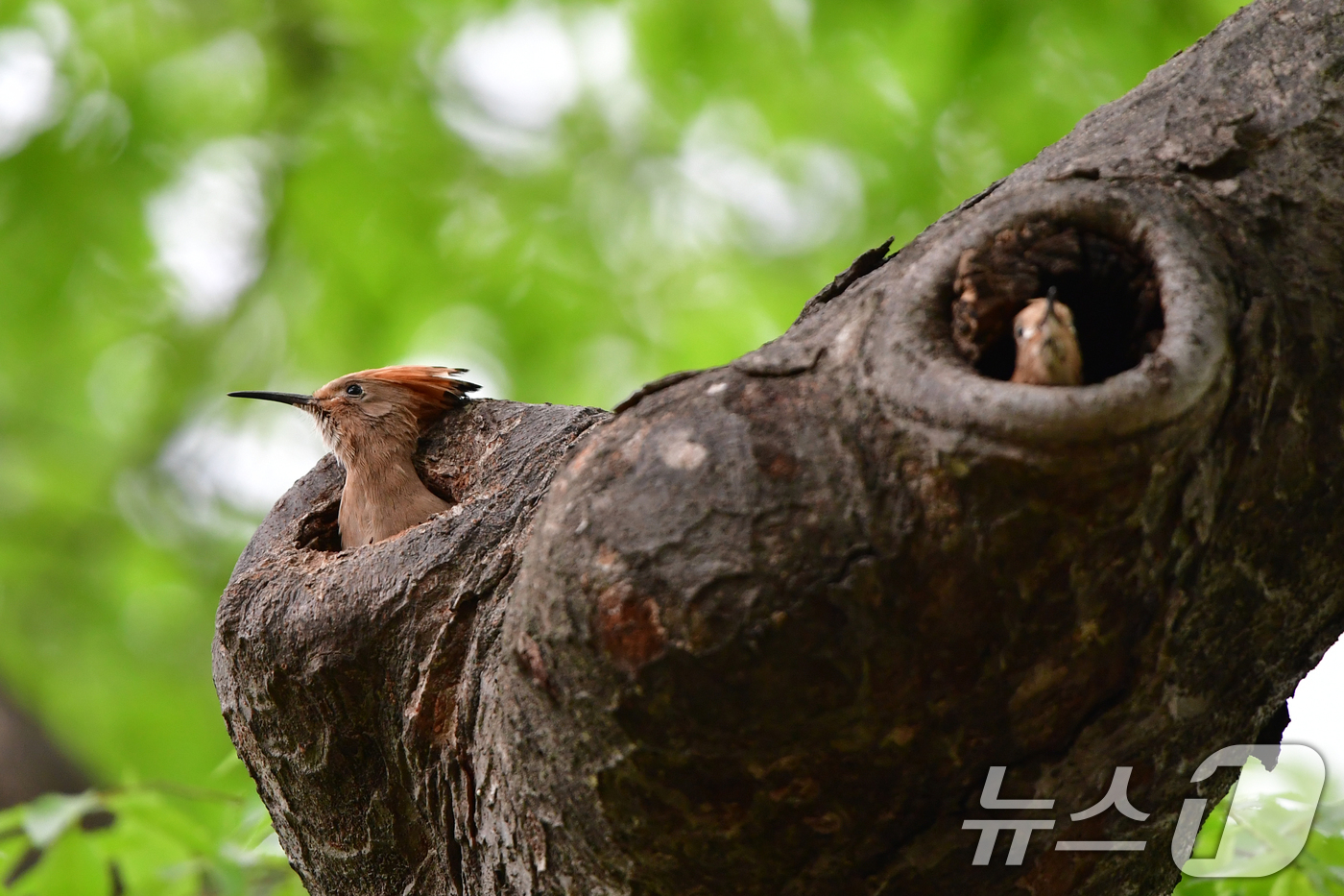 (경주=뉴스1) 최창호 기자 = 16일 오후 경북 경주시 황성공원에서 여름새인 후투티 새끼들이 둥지를 떠날 준비를 하고 있다. 2025.5.16/뉴스1